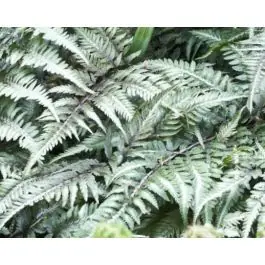 Athyrium Metallicum - Topprijs