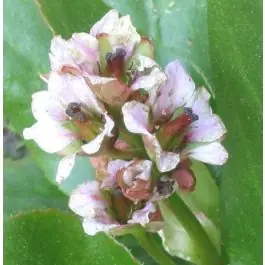 Aanrader - Bergenia Silberlicht