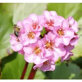 Bergenia cordifolia | Opruiming