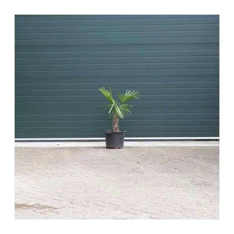 Prijsverlaging - Trachycarpus fortunei