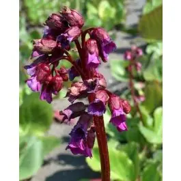 Bergenia Purpurea - Actie