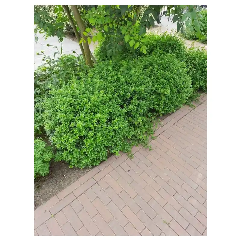 Osmanthus burkwoodii | Extra voordeel