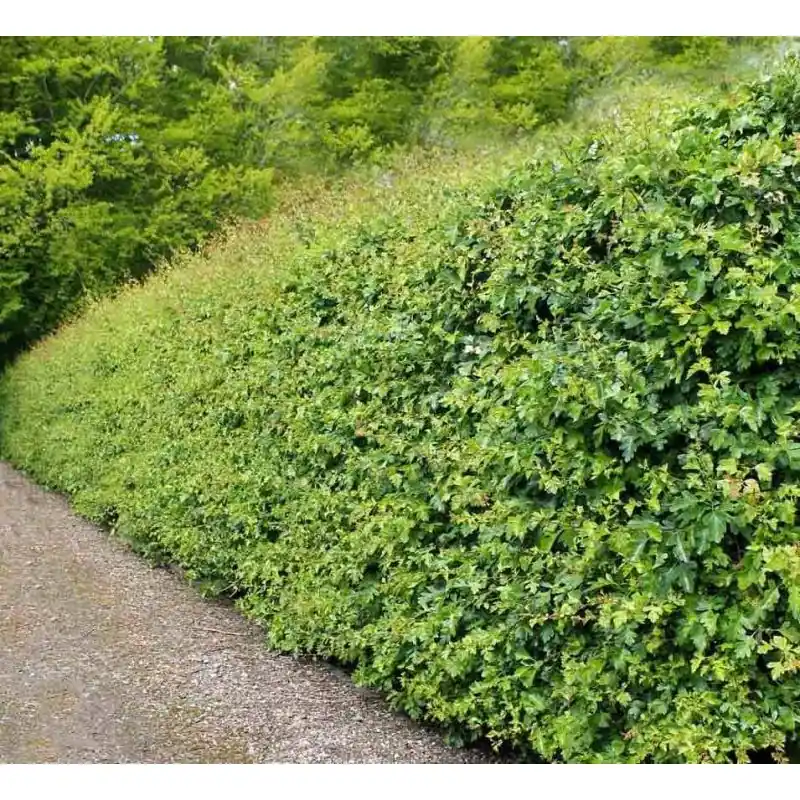 Nu beschikbaar | Crataegus monogyna - haag