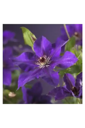 Aanbieding | Clematis The President