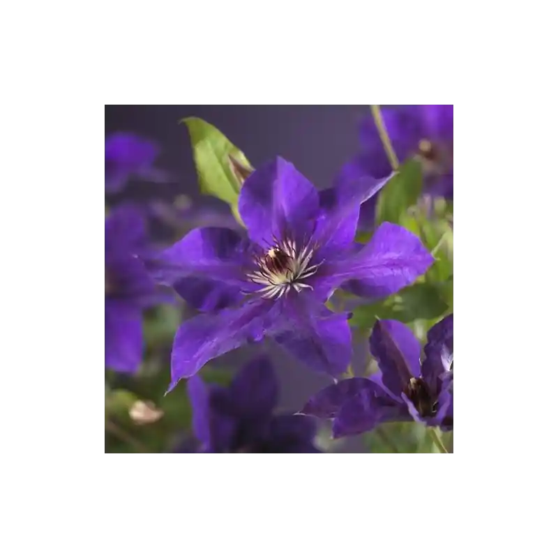 Aanbieding | Clematis The President