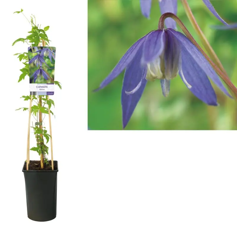 Clematis alpina - Wees er snel bij