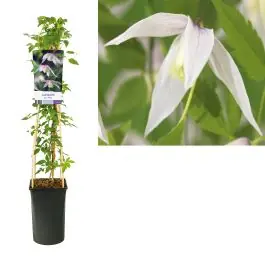 Meest verkocht - Clematis Willy