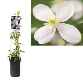 Profiteer nu - Clematis Fragrant Spring
