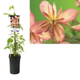 Clematis Marjorie | Bijna uitverkocht