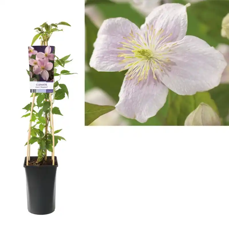 Professionele kwaliteit - Clematis Mayleen