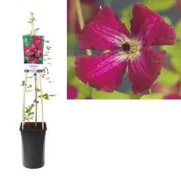Clematis Rubra | Topdeal