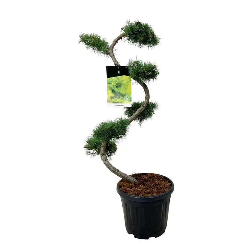 Larix kaempferi - bonsai - Opruiming