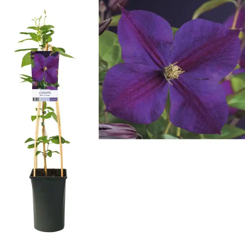 Clematis Star of India | Spoedlevering