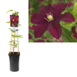 Clematis Niobe - Fabrieksprijs