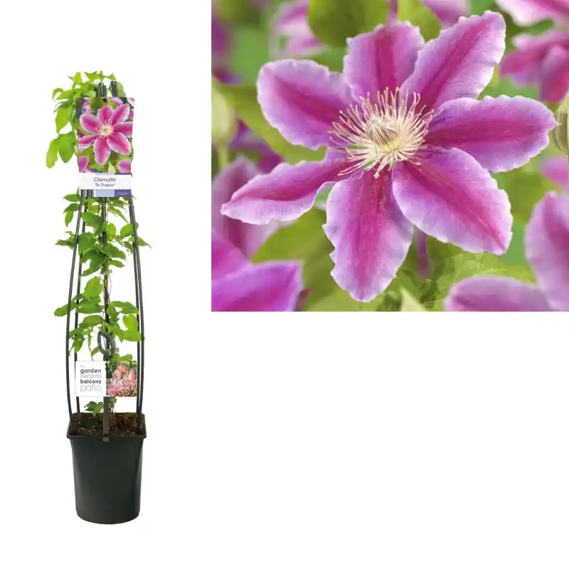 Premium - Clematis Dr. Ruppel