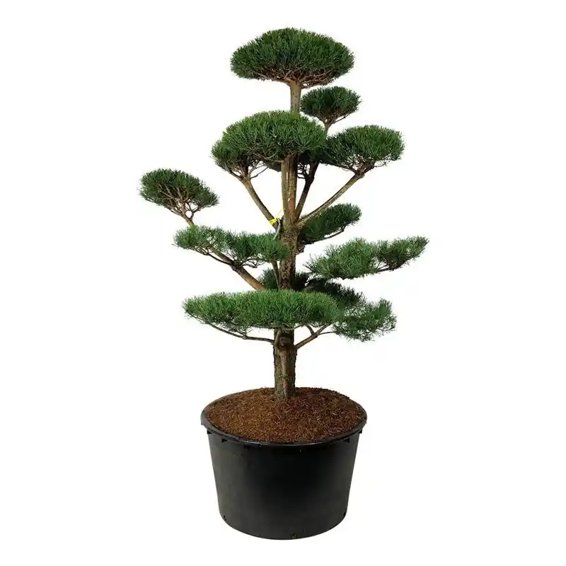 Pinus sylvestris - bonsai - Veilig betalen