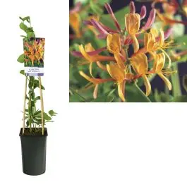 Professionele kwaliteit - Lonicera American Beauty
