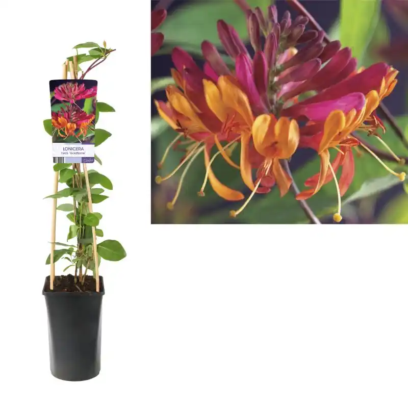 Lonicera Goldflame | Rechtstreeks uit de fabriek