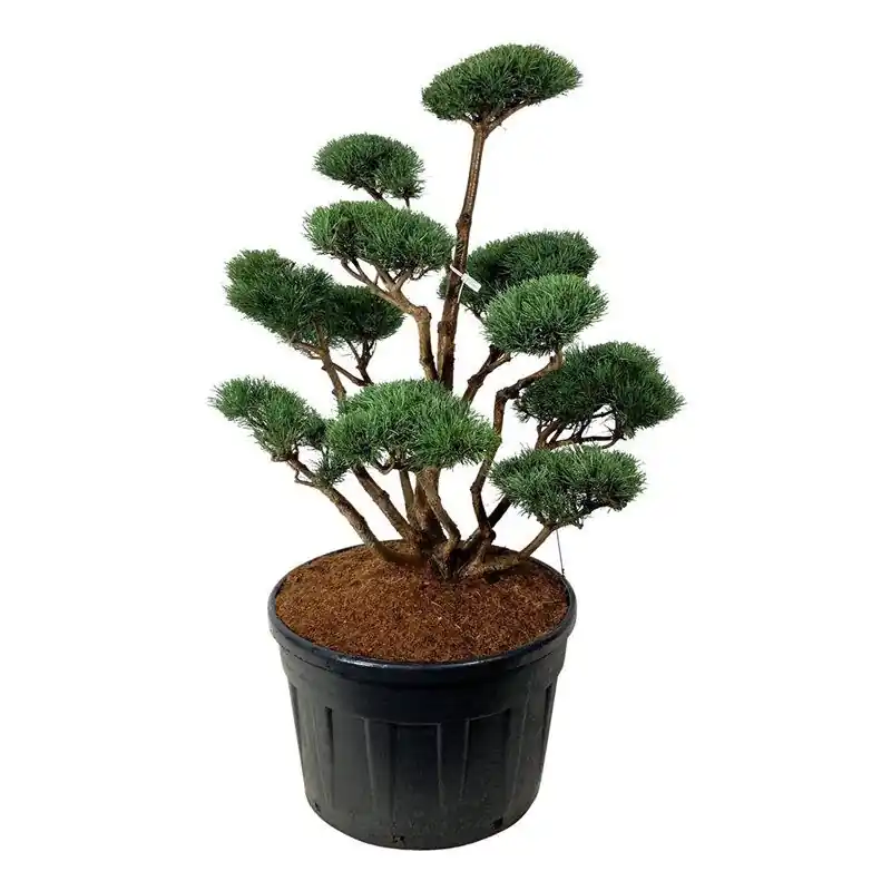Korting | Pinus Watereri - bonsai