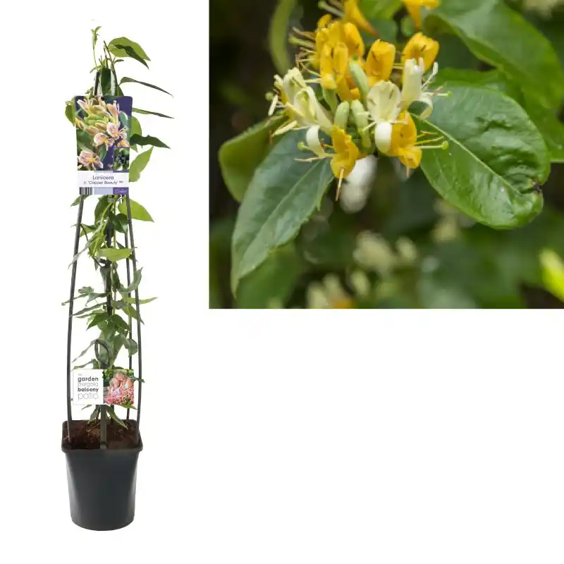 Lonicera Copper Beauty | Beste prijs