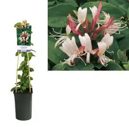 Profiteer nu - Lonicera Red World