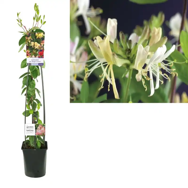 Lonicera Belgica Select - Uitverkoop