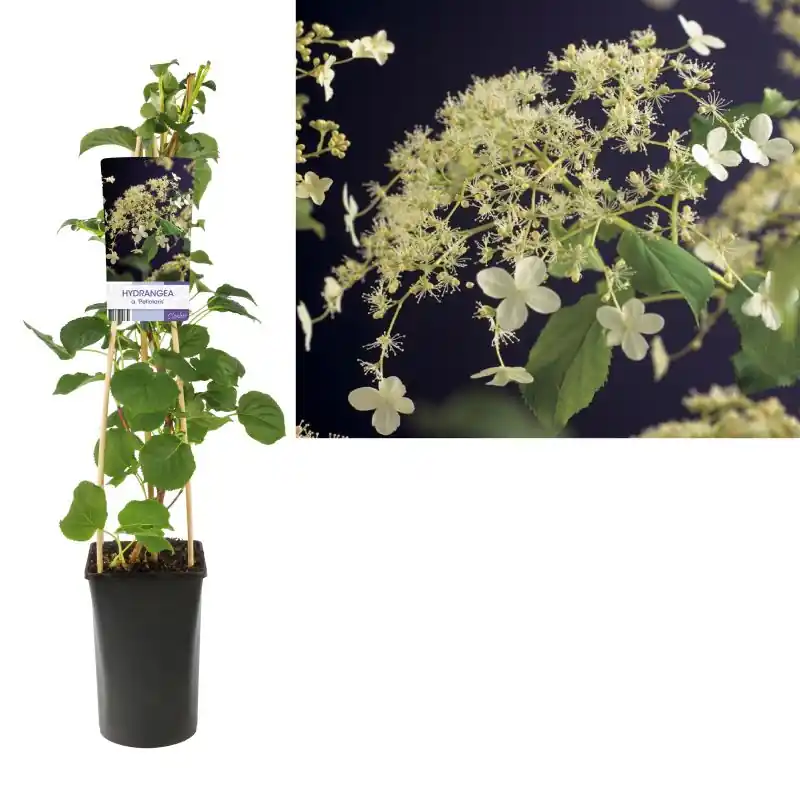 Hydrangea petiolaris | Rechtstreeks van de fabrikant