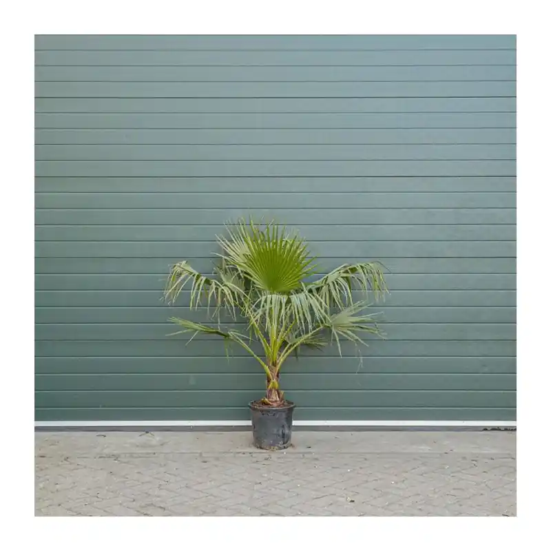 Mis het niet | Washingtonia robusta