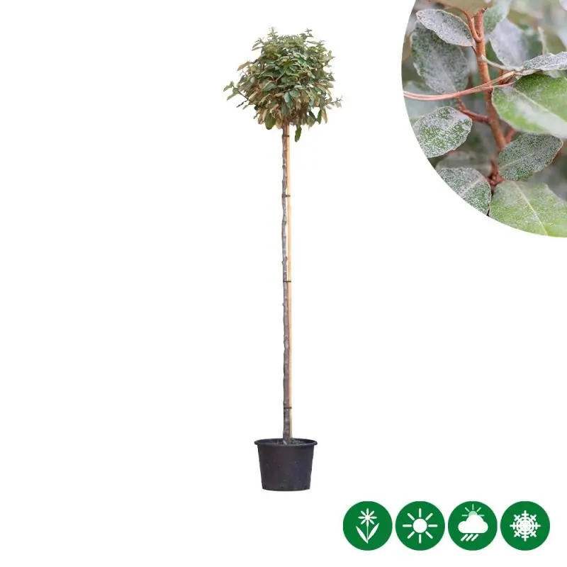 Elaeagnus ebbingei - bolvorm | Extra voordeel