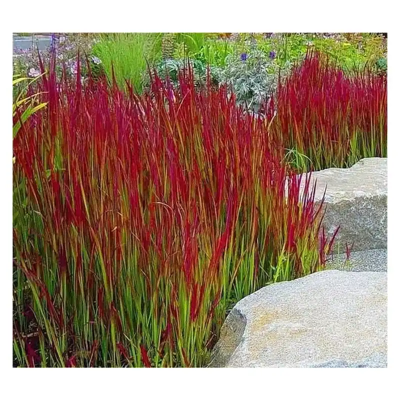 Imperata Red Baron | Opruiming