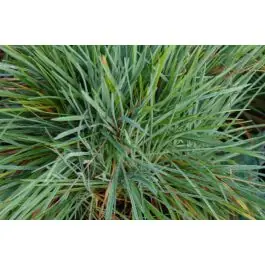 Hoge kwaliteit - Koeleria glauca