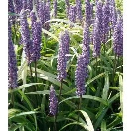 Liriope muscari | Shop nu