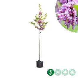Nieuw binnen - Cercis canadensis