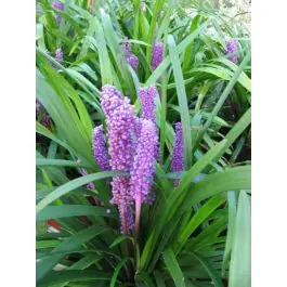 Liriope Big Blue | Hoog gewaardeerd