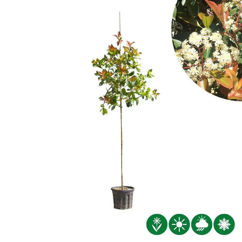 Photinia Red Robin - Topprijs
