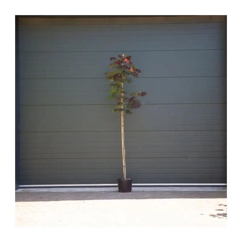 Veel voordeel - Albizia Summer Chocolate