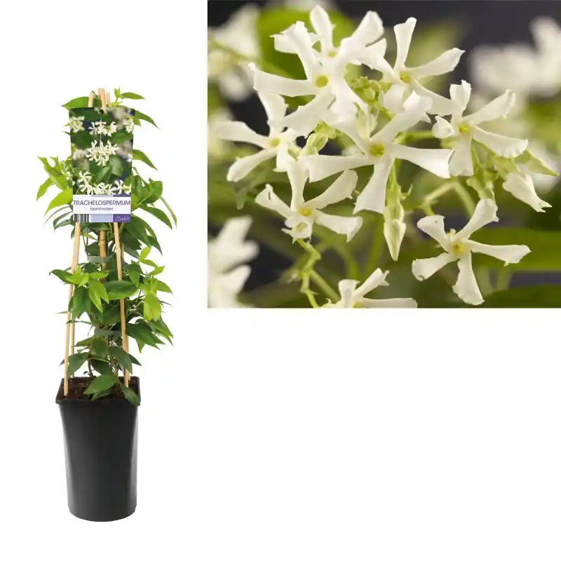 Trachelospermum jasminoides | Premiumkwaliteit