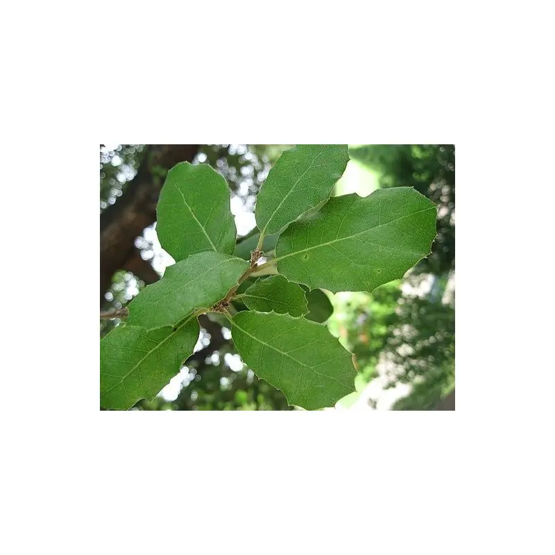 Quercus ilex - Snelle levering