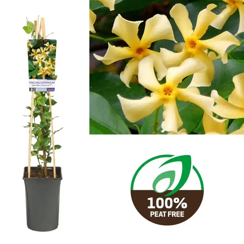 Tijdelijk aanbod | Trachelospermum Star of Toscane