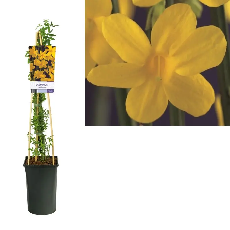 Jasminum nudiflorum - Prijs verlaagd