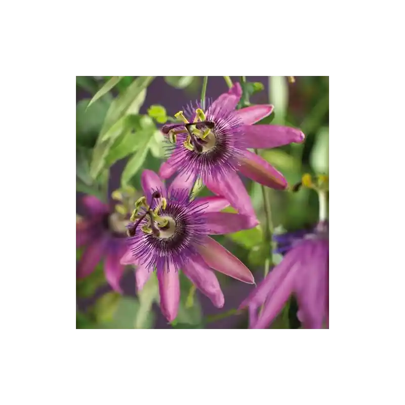 Passiflora Amethyst - Actie