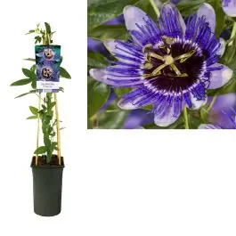 Speciale aanbieding | Passiflora Purple Haze