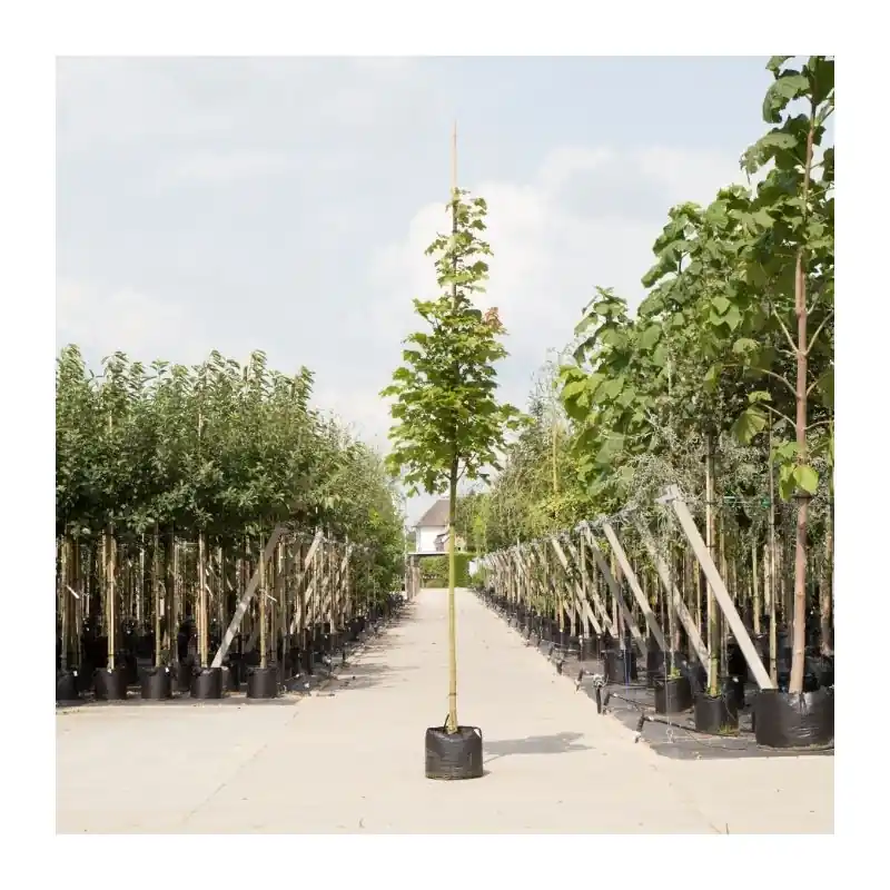 Bespaar meer | Acer Columnare