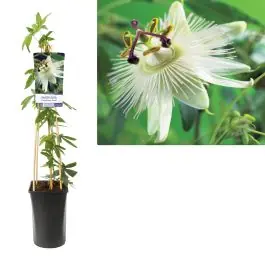 Passiflora Constance Elliott | Scherpe prijs