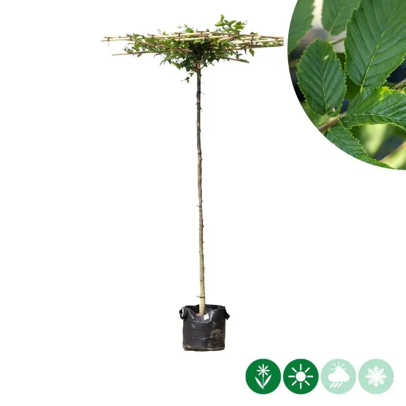 Carpinus betulus - vierkant dak | Makkelijk bestellen