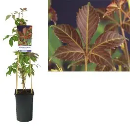 Nieuw binnengekomen - Parthenocissus henryana