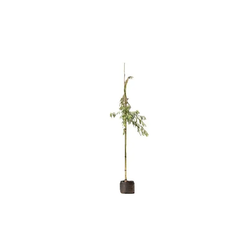 Salix Chrysocoma | Actie