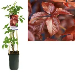 Parthenocissus quinquefolia - Bespaar nu