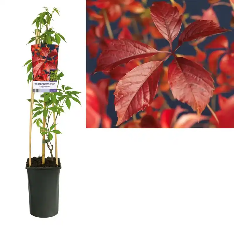 Bestelbaar - Parthenocissus engelmannii