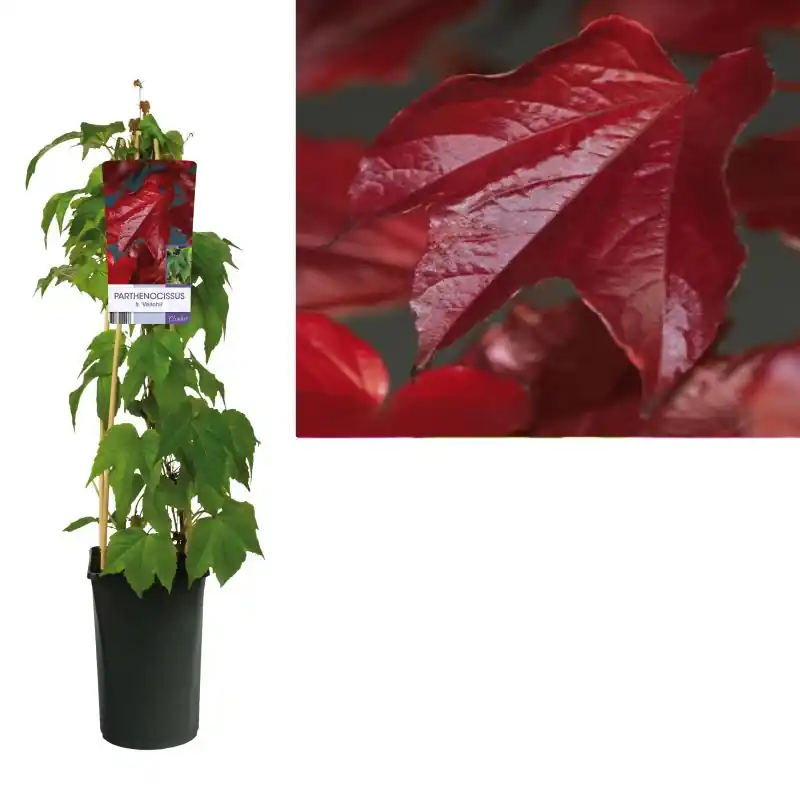 Parthenocissus Veitchii - Nieuw